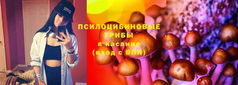 Псилоцибиновые грибы Psilocybe  Всеволожск 